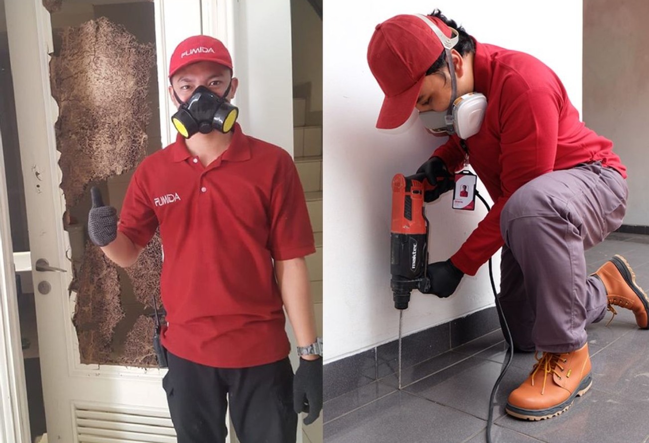 Cara Ampuh Basmi Rayap Tanah dengan Bahan Natural